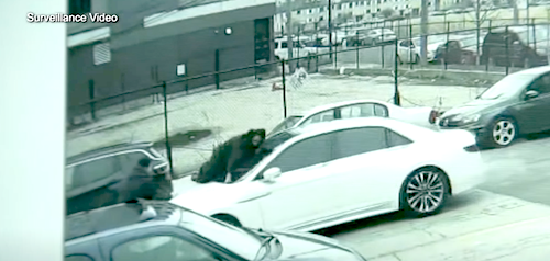 Alleged Car Thief Clinging to Hood of Car