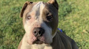 Dog abandoned at remote cell phone tower. Credit Riverside Animal Control Services