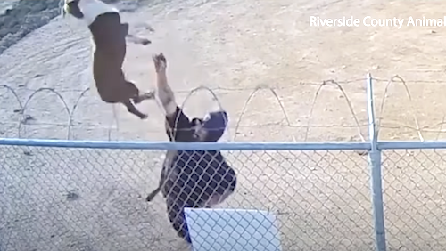 Suspect Arrested After Allegedly Tossing Dog Over Fence