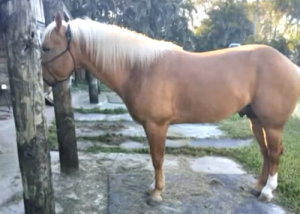 Horses Slaughtered in Southwest Miami-Dade, Florida.