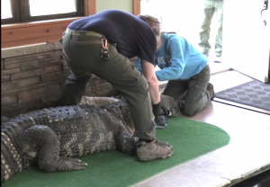 Pet Alligator Seized From Home in Hamburg, New York. Credit NYDEC