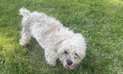 Photo of dog Teddy shot by police officer. Credit City of Sturgeon