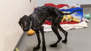 Emaciated Dog found in Michigan park. Credit HSHV