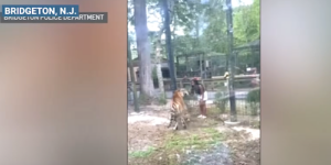 Police searching for woman who enticed tiger at New Jersey zoo. Credit NBC News