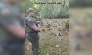 Woman Calls 911 After Her Home is Surrounded by Hundred Raccoons Caught on Camera. Credit KCSO