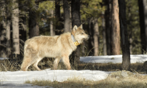 File photo of Mexican Wolf. AZGFD featuring a different Mexican wolf.