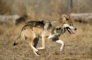 Photo of Mexican Wolf Hope. Credit: Jim Clark:USFWS